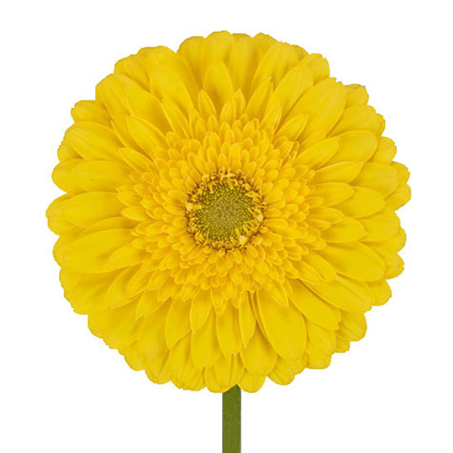 Gerbera Daisy - A Daisy - Yellow
