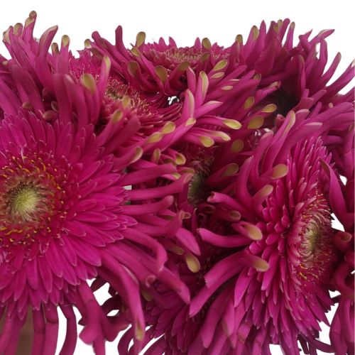 Gerbera Daisy - A Daisy - Dark Pink