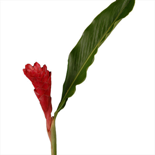 Ginger - Red