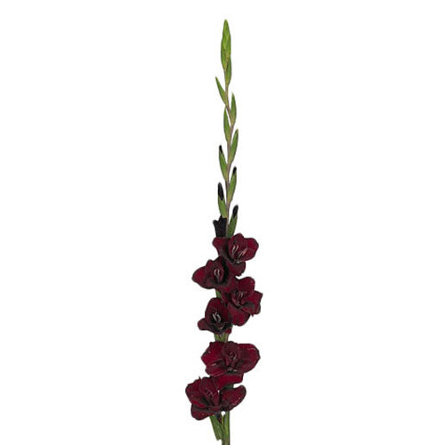 Gladiolus