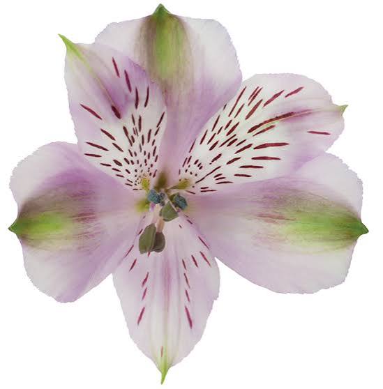 Alstroemeria- Fancy