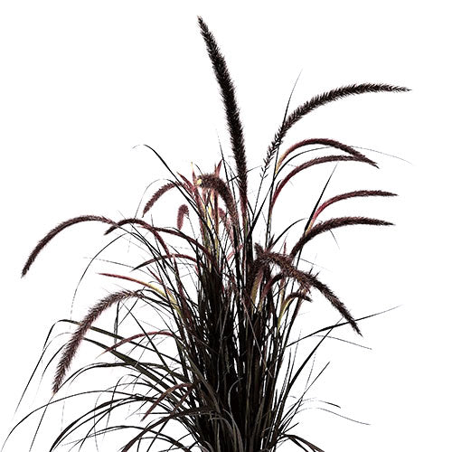 Grass - Fountain - Default Title