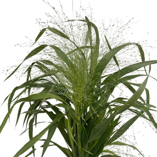 Grass - Explosion - Default Title