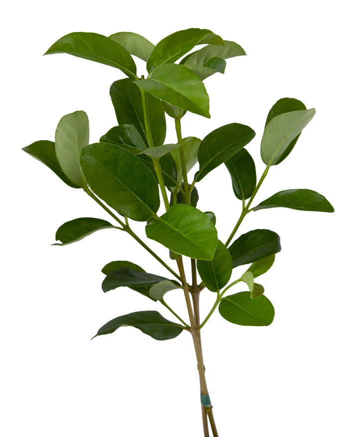 Viburnum Foliage Grn