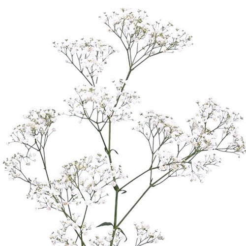 Gypsophila / Baby's Breath - New Love