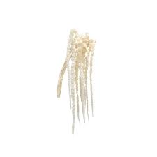 Amaranthus