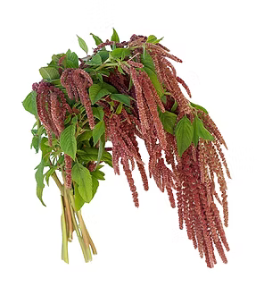 Amaranthus