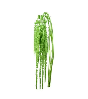 Amaranthus