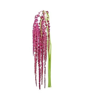 Amaranthus