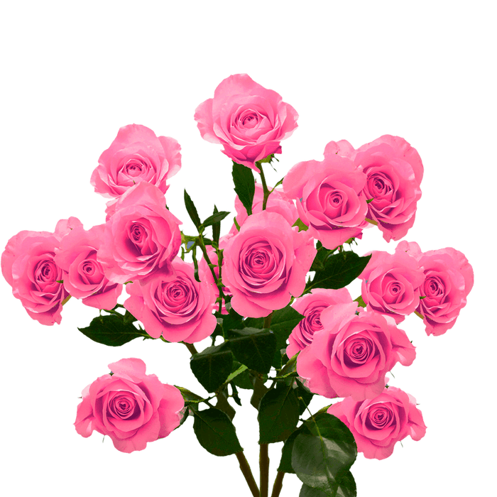 Hot Pink Spray Rose