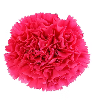 Carnation