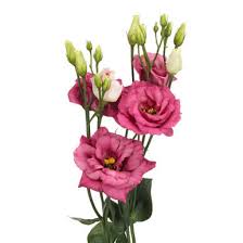 Lisianthus