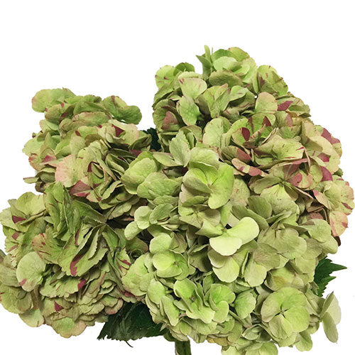 Hydrangea - Antique Green