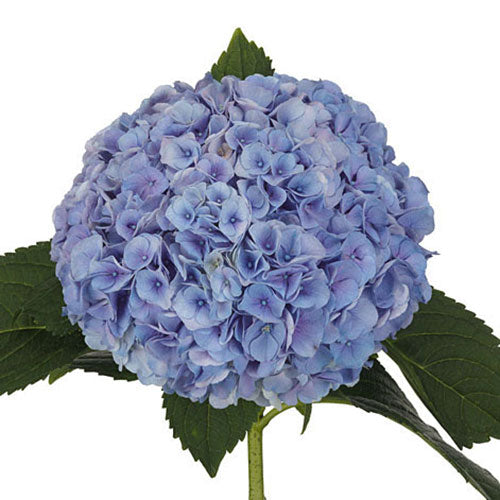 Hydrangea - Jumbo - Blue