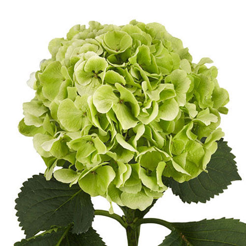 Hydrangea - Green Small