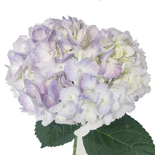 Hydrangea - Premium - Lavender