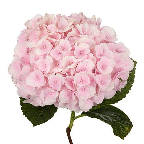 Hydrangea