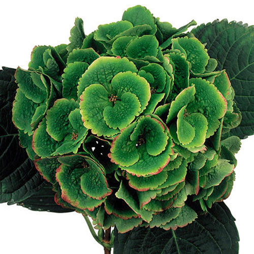 Hydrangea - Premium - Emerald Green