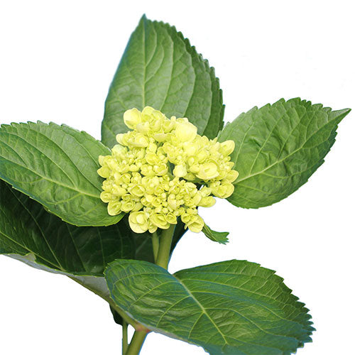 Hydrangea