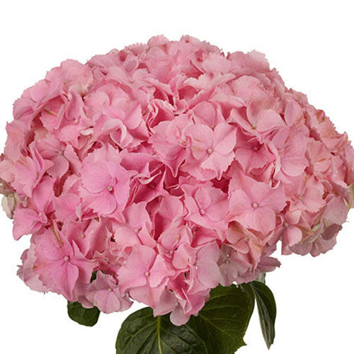 Hydrangea - Premium - Pink