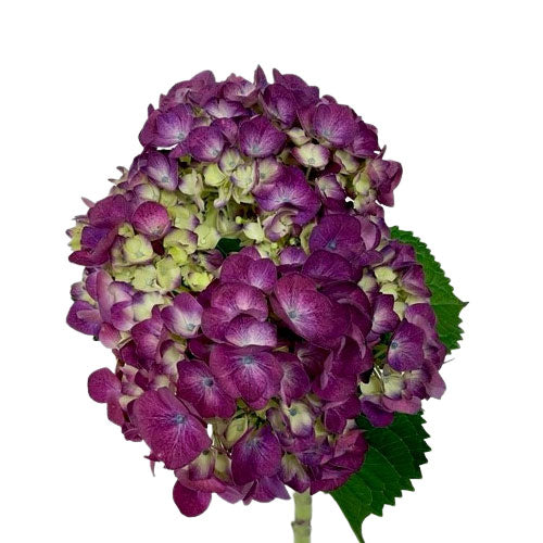 Hydrangea - Jumbo - Purple
