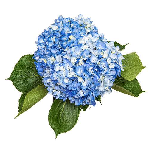 Hydrangea - S - Shocking Blue - Select