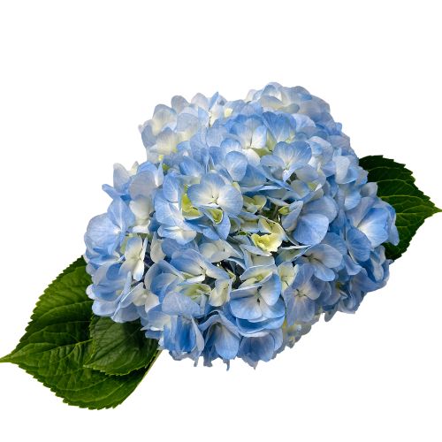 Hydrangea - Select - Light Blue