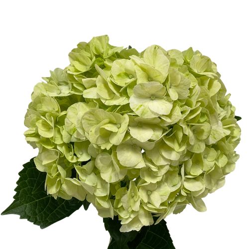 Hydrangea - Mini - Mojito