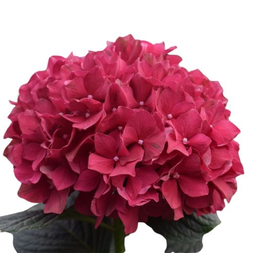 Hydrangea