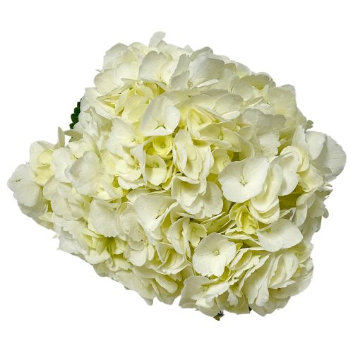 Hydrangea