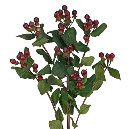 Hypericum Berries - Berries - Burgundy