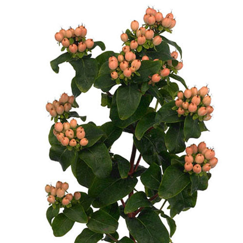 Hypericum Berries - Berries - Coral