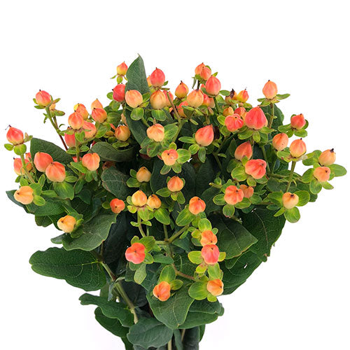 Hypericum Berries - Berries- Orange