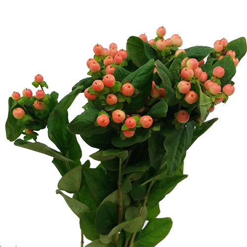 Hypericum Berries - Berries - Peach