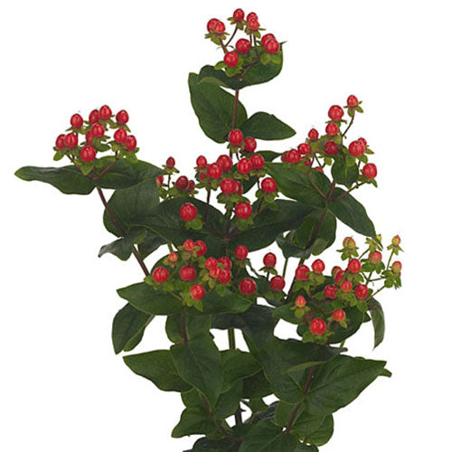 Hypericum Berries - Berries- Red