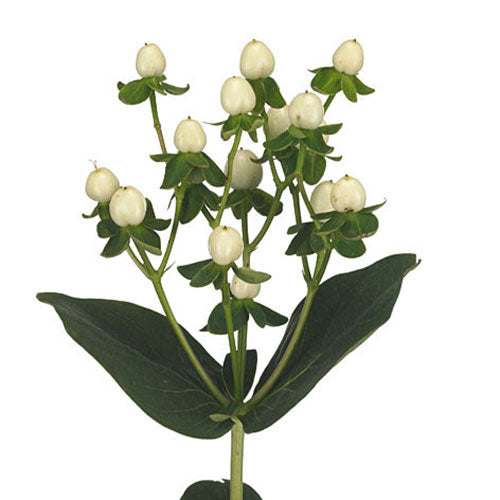 Hypericum Berries - Berries- White