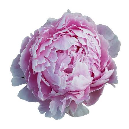 Peony