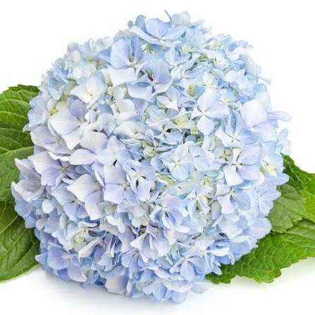 Hydrangea