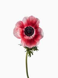 Anemone