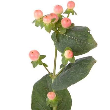 Hypericum Berries