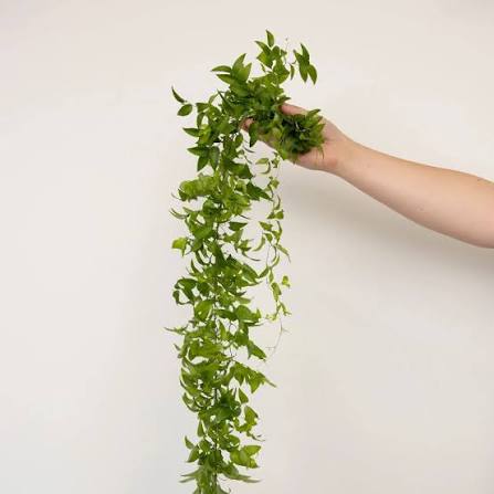 Smilax