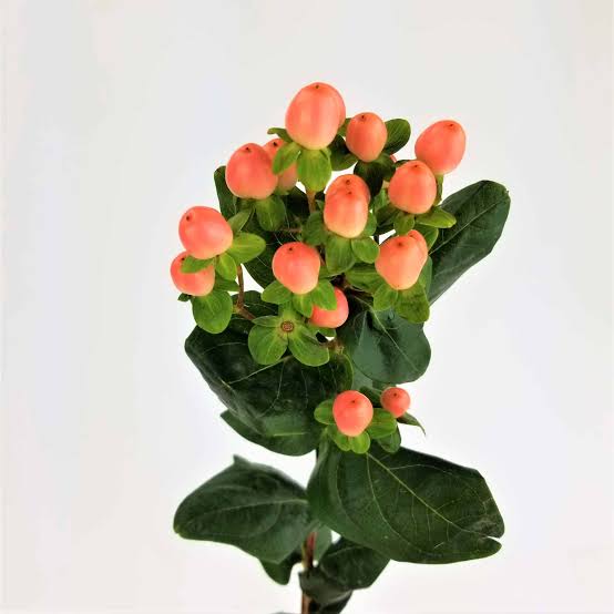 Hypericum Berries