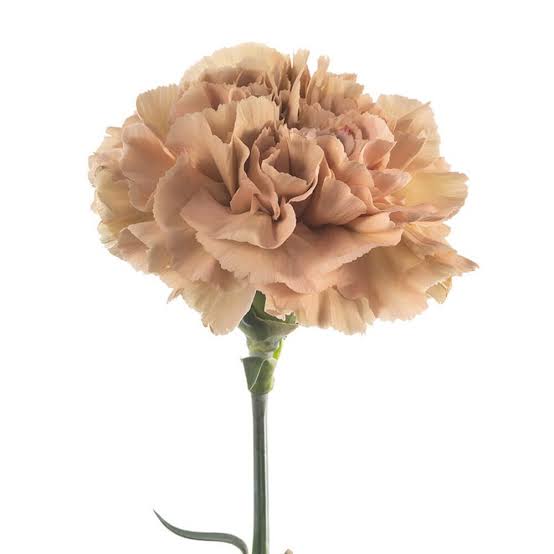 Carnation