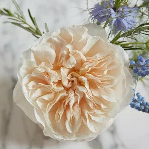 Rose - Eugine Cream 50cm