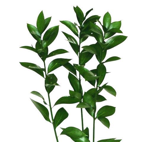 Ruscus