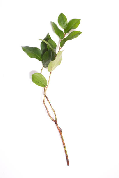 Salal