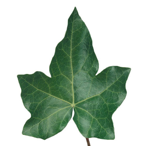 Ivy - Default Title