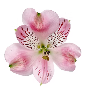 Alstroemeria- Fancy
