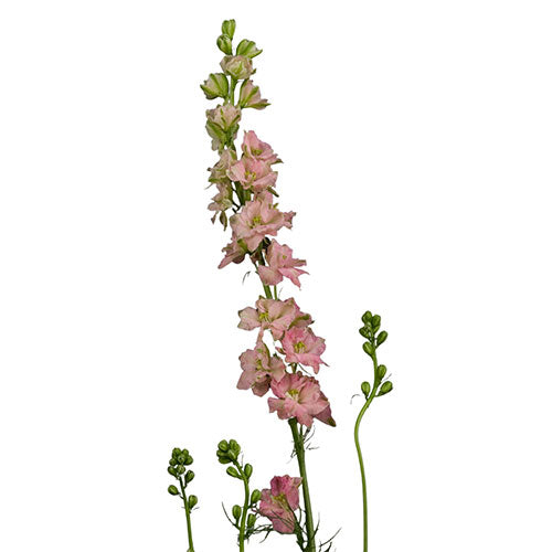Larkspur - Pink