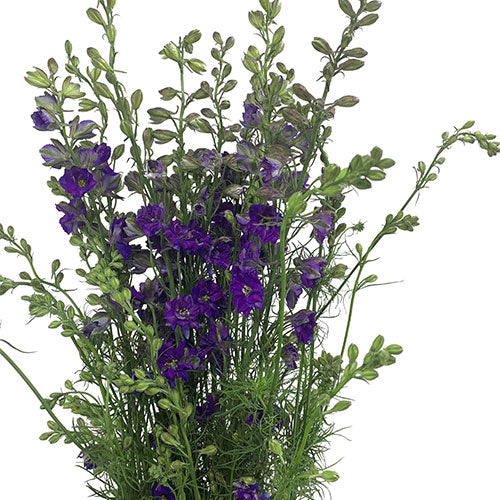Larkspur - Purple